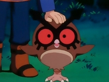 Hoothoot Hoothoot