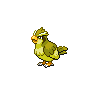 pidgey pidgey